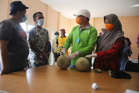 Gubernur Rohidin mersyah Bersama Petani Melon