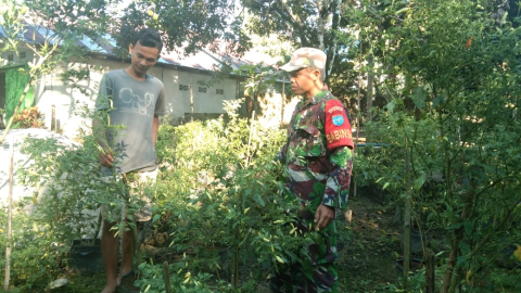 Personil Koramil Pinyuh Manfaatkan Lahan Kosong Untuk Bercocok Tanam