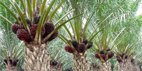 Kebun Kelapa Sawit