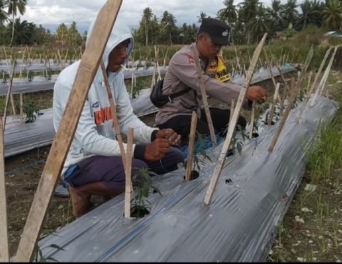 Polsek Jajaran Polres Bengkulu Selatan Gelar Pemantauan Tanaman Cabai untuk Dukung Ketahanan Pangan