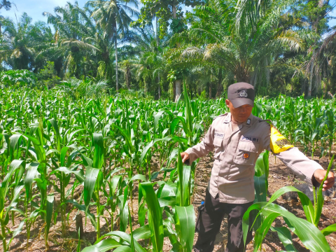 Bhabinkamtibmas Polsek Seginim Dukung Ketahanan Pangan dengan Pemantauan Kebun Jagung di Desa Padang Lebar