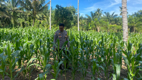 Polsek Seginim Pantau Kebun Jagung untuk Dukung Ketahanan Pangan Masyarakat