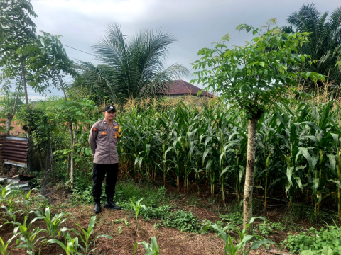 Polsek Manna Laksanakan Kegiatan Sambang dan Pemantauan Kebun Jagung untuk Dukung Ketahanan Pangan