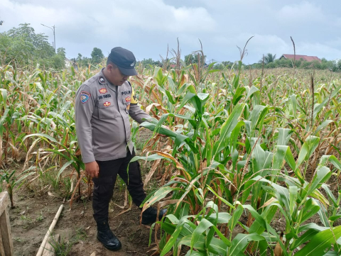 Bhabinkamtibmas Polsek Kota Manna Dukung Ketahanan Pangan di Bengkulu Selatan