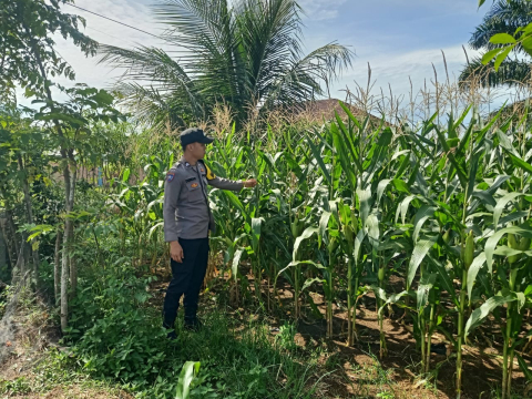 Polsek Manna Lakukan Pemantauan Kebun Jagung untuk Mendukung Program Ketahanan Pangan Nasional