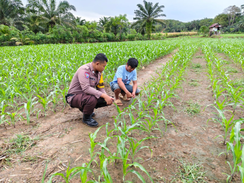 Polsek Manna Laksanakan Kegiatan Sambang dan Pemantauan Kebun Jagung untuk Dukung Ketahanan Pangan Nasional
