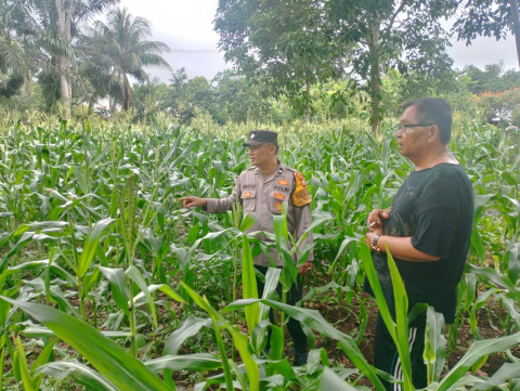 Polsek Kota Manna Dukung Ketahanan Pangan dengan Pemantauan Kebun Jagung