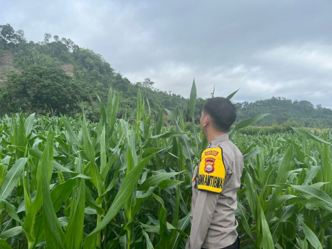 Bhabinkamtibmas Polsek Pino Laksanakan Pemantauan Kebun Jagung untuk Dukung Program Ketahanan Pangan Masyarakat