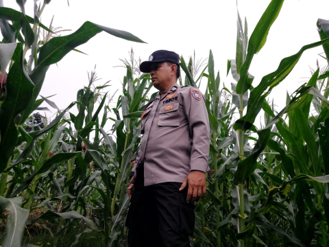 Polsek Pino Dukung Ketahanan Pangan Lewat Pemantauan Kebun Jagung di Desa Bandar Agung