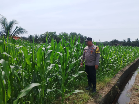 Polsek Kota Manna Dukung Program Ketahanan Pangan Lewat Pemantauan Kebun Jagung di Bengkulu Selatan