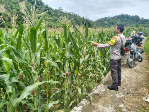 Polsek Pino Lakukan Pemantauan Kebun Jagung, Dukung Program Ketahanan Pangan di Bengkulu Selatan