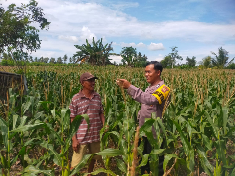 Bhabinkamtibmas Polsek Seginim Lakukan Pemantauan Kebun Jagung untuk Mendukung Ketahanan Pangan di Bengkulu Selatan