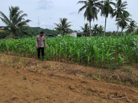 Polsek Sukaraja Lakukan Monitoring Lahan Pertanian untuk Mendukung Ketahanan Pangan