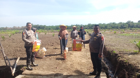 Polsek Sukaraja Laksanakan Monitoring Penanaman Jagung Sebagai Dukungan Program Ketahanan Pangan