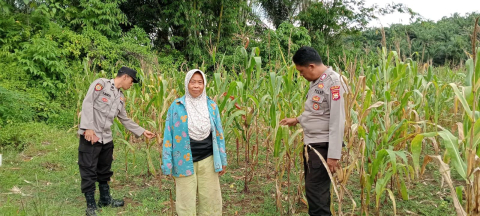 Polsek Semidang Alas Maras Dukung Program Ketahanan Pangan dengan Sambang ke Petani