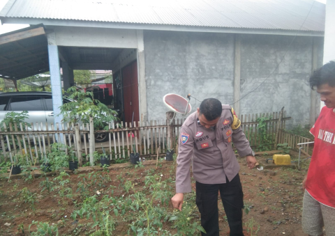 Bhabinkamtibmas Polsek Lebong Tengah Monitoring Ketahanan Pangan Program 1 Pekarangan Tanaman Bergizi