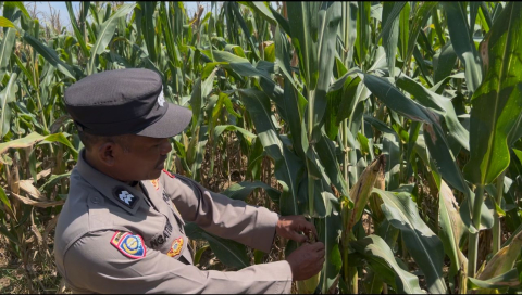 Polres Seluma Pantau Perkembangan Tanaman Jagung, Dukung Program Ketahanan Pangan