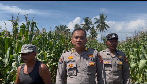 Polres Seluma Kawal Program Ketahanan Pangan, Jagung Siap Panen