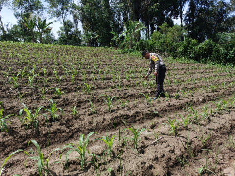 Bhabinkamtibmas Polsek Selupu Rejang Sambangi Petani, Dukung Ketahanan Pangan Nasional