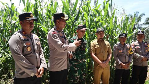 Polres Mukomuko Pantau Pertumbuhan Jagung, Dukung Ketahanan Pangan Nasional