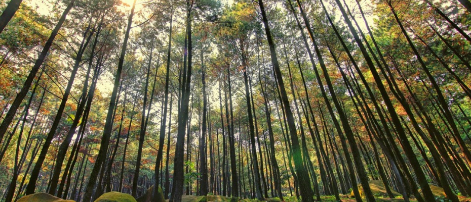 hutan