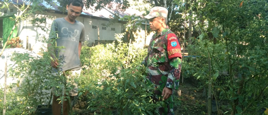 Personil Koramil Pinyuh Manfaatkan Lahan Kosong Untuk Bercocok Tanam