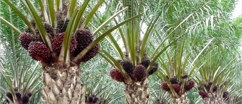 Kebun Kelapa Sawit