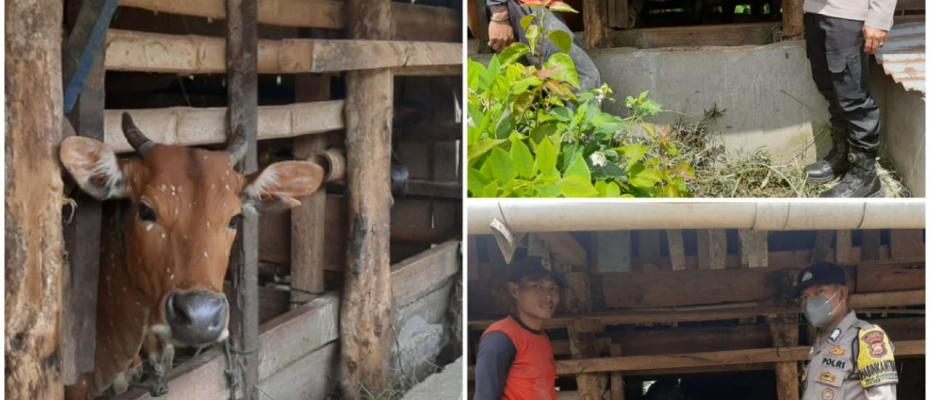 Polres Kepahiang Rutin Sosialisasi Warga Pemilik Ternak Terkait PMK