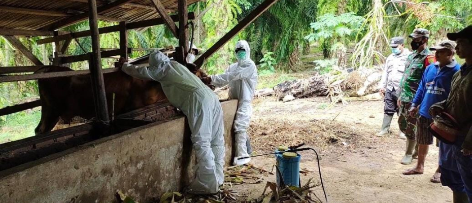 Cegah PMK, Dinas Peternakan Seluma dan Bhabinkamtibmas Lakukan Vaksinasi dan Penyemprotan Disinfektan