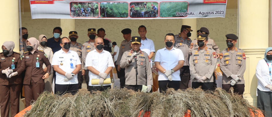 Polda Bengkulu Musnahkan Barang Bukti Hasil Ungkapan Temuan Ladang Ganja