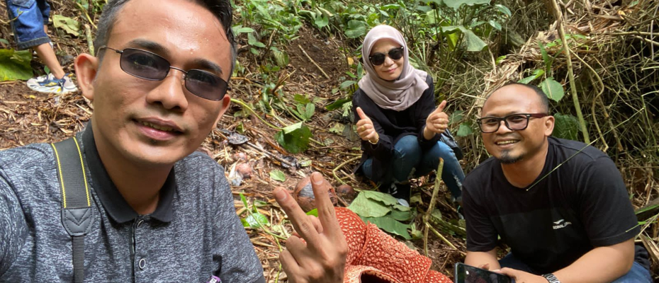 Ratusan Bunga Rafflesia Mekar di Rejang Lebong