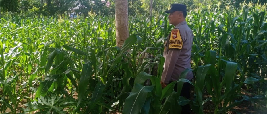 Polsek Kota Manna Dukung Ketahanan Pangan Lewat Sambang dan Pemantauan Kebun Jagung