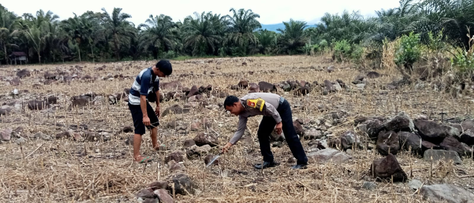 Polsek Seginim Pantau Kebun Jagung untuk Dukung Ketahanan Pangan di Bengkulu Selatan