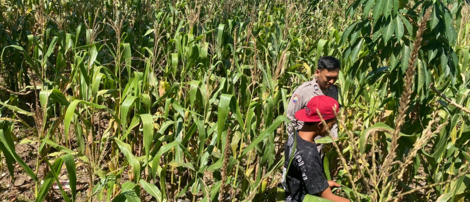 Polsek Seginim Dukung Ketahanan Pangan Lewat Pemantauan Kebun Jagung