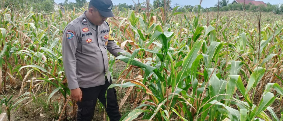 Bhabinkamtibmas Polsek Kota Manna Dukung Ketahanan Pangan di Bengkulu Selatan