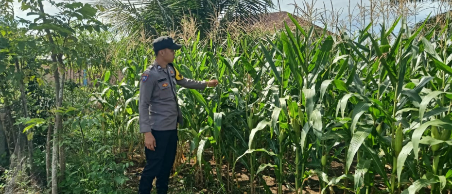 Polsek Manna Lakukan Pemantauan Kebun Jagung untuk Mendukung Program Ketahanan Pangan Nasional