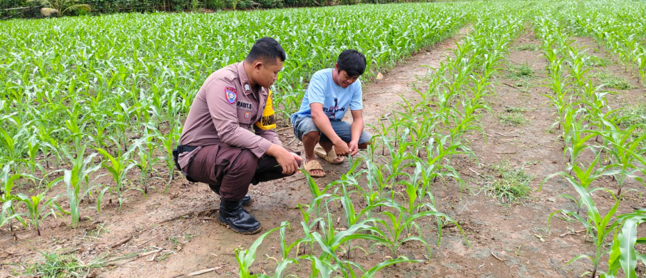 Polsek Manna Laksanakan Kegiatan Sambang dan Pemantauan Kebun Jagung untuk Dukung Ketahanan Pangan Nasional