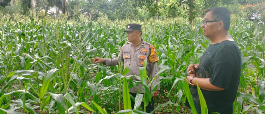 Polsek Kota Manna Dukung Ketahanan Pangan dengan Pemantauan Kebun Jagung