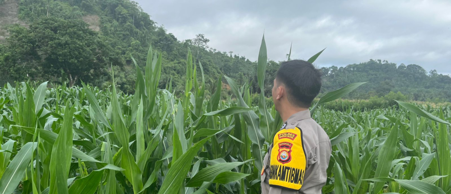 Bhabinkamtibmas Polsek Pino Laksanakan Pemantauan Kebun Jagung untuk Dukung Program Ketahanan Pangan Masyarakat
