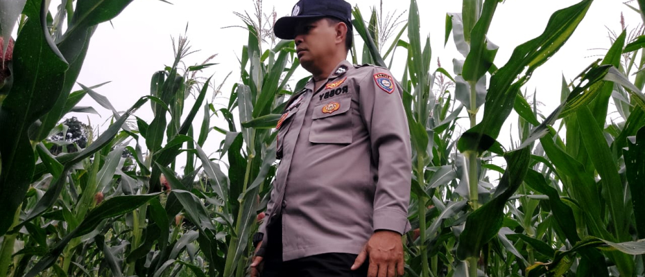 Polsek Pino Dukung Ketahanan Pangan Lewat Pemantauan Kebun Jagung di Desa Bandar Agung