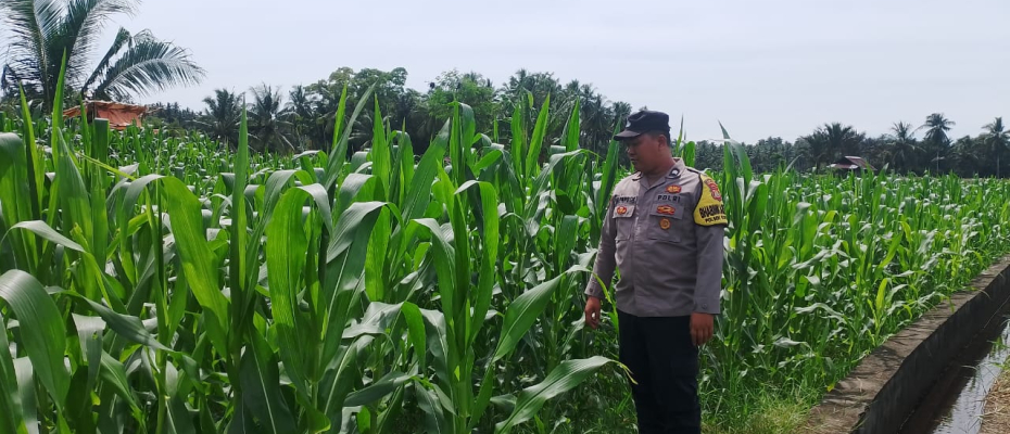 Polsek Kota Manna Dukung Program Ketahanan Pangan Lewat Pemantauan Kebun Jagung di Bengkulu Selatan