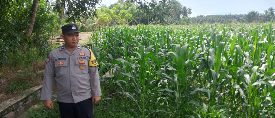 Polsek Kota Manna Lakukan Pemantauan Kebun Jagung dalam Mendukung Program Ketahanan Pangan