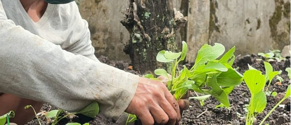 Lapas Curup Berikan Pembinaan Dalam Pelatihan Berkebun Bagi Warga Binaan