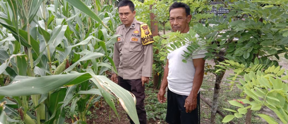 Polres Mukomuko dan Jajaran Polsek Lakukan Pengecekan Lahan Ketahanan Pangan