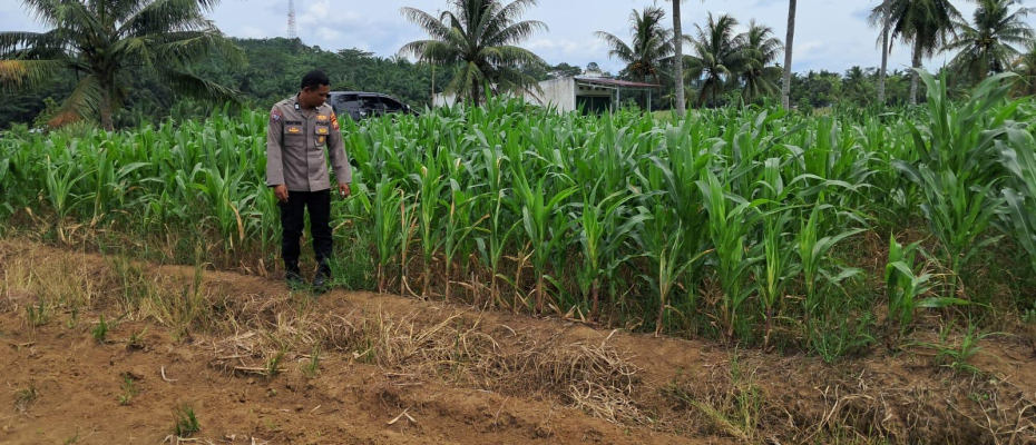 Polsek Sukaraja Lakukan Monitoring Lahan Pertanian untuk Mendukung Ketahanan Pangan