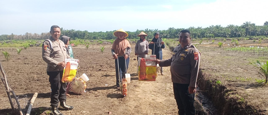 Polsek Sukaraja Laksanakan Monitoring Penanaman Jagung Sebagai Dukungan Program Ketahanan Pangan