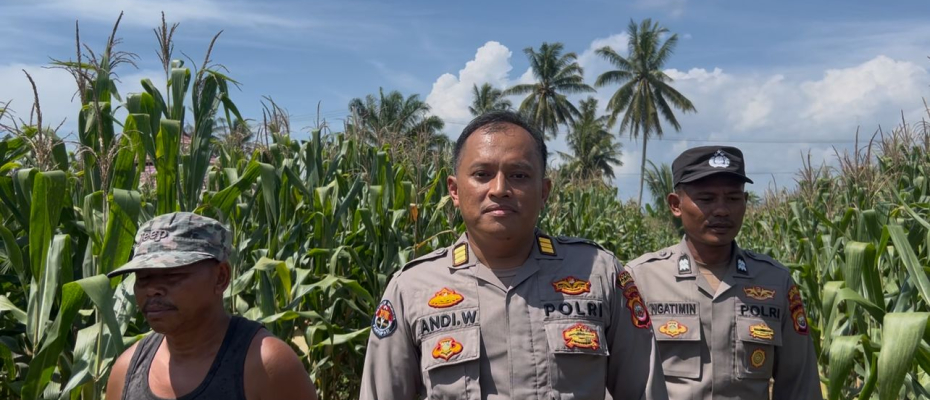 Polres Seluma Kawal Program Ketahanan Pangan, Jagung Siap Panen