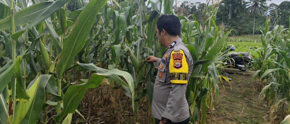 Polsek Pino Pantau Penanaman Serentak di Lahan Ketahanan Pangan