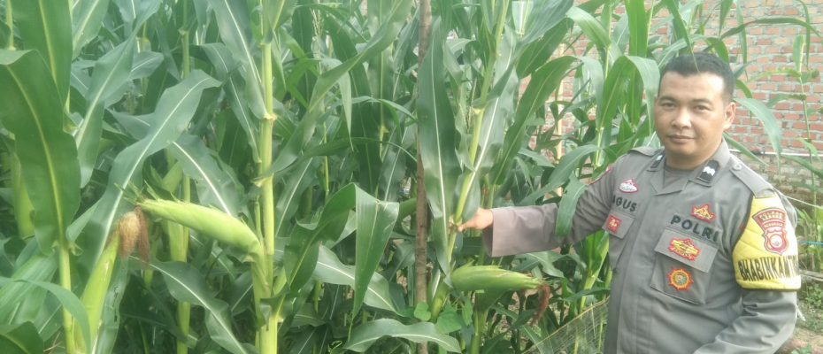 Polsek Lebong Tengah Monitoring Perkembangan Tanaman Pangan Jagung